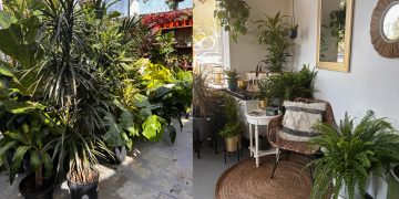 Choose the Right Tropical Plants Your Indoor Space